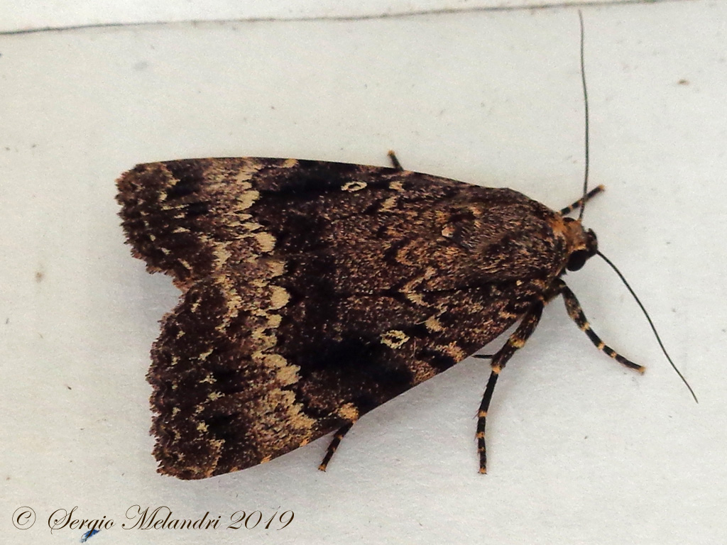 Noctuidae da ID